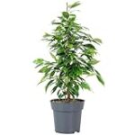 Descubre los beneficios y propiedades del abedul, la planta estrella en las infusiones saludables